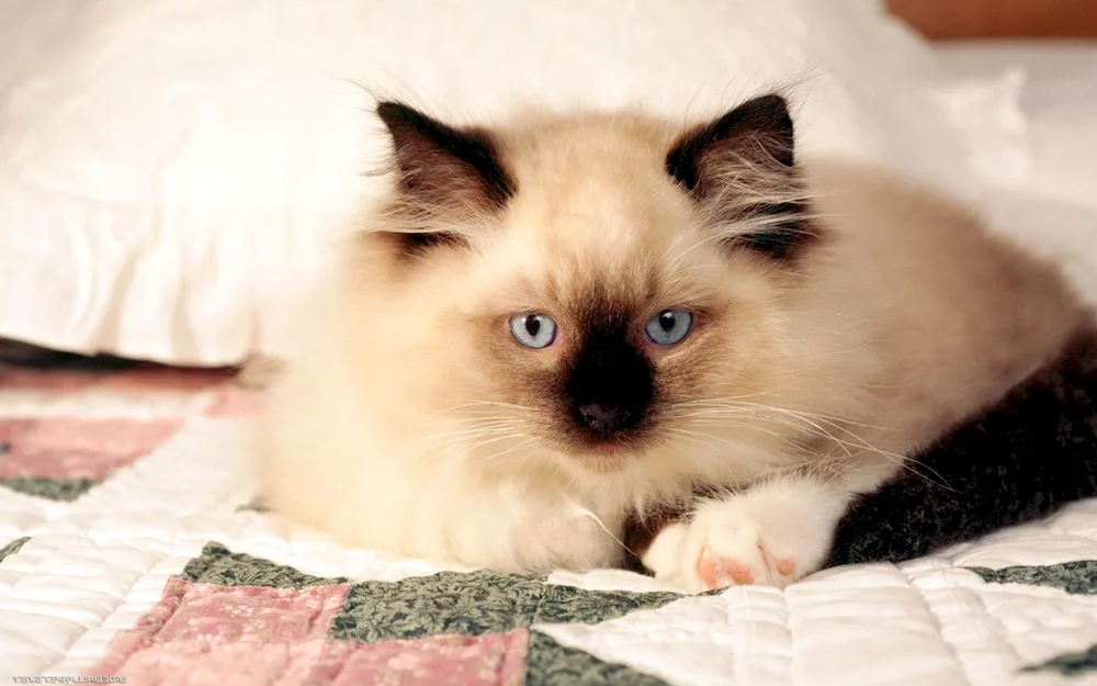 Siamese Ragdoll cat