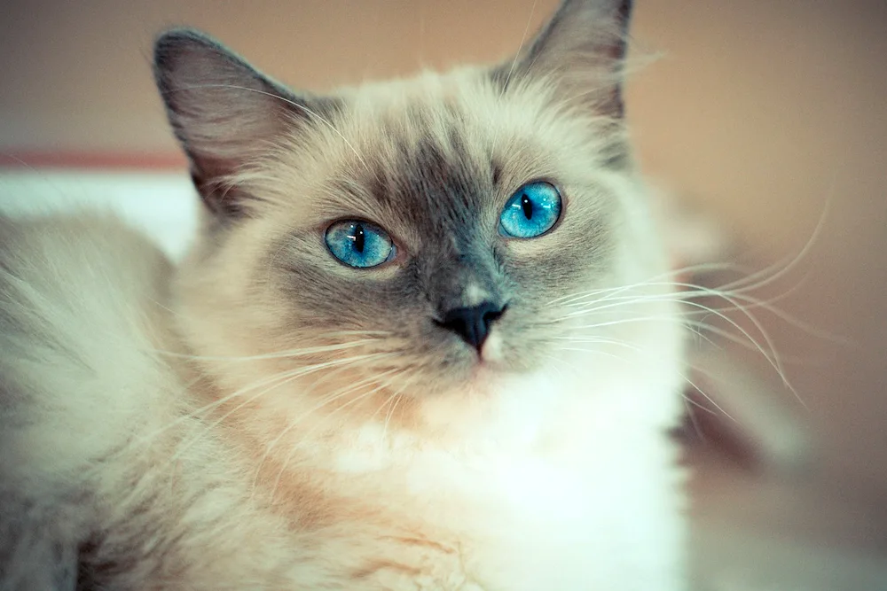 Siamese Ragdoll