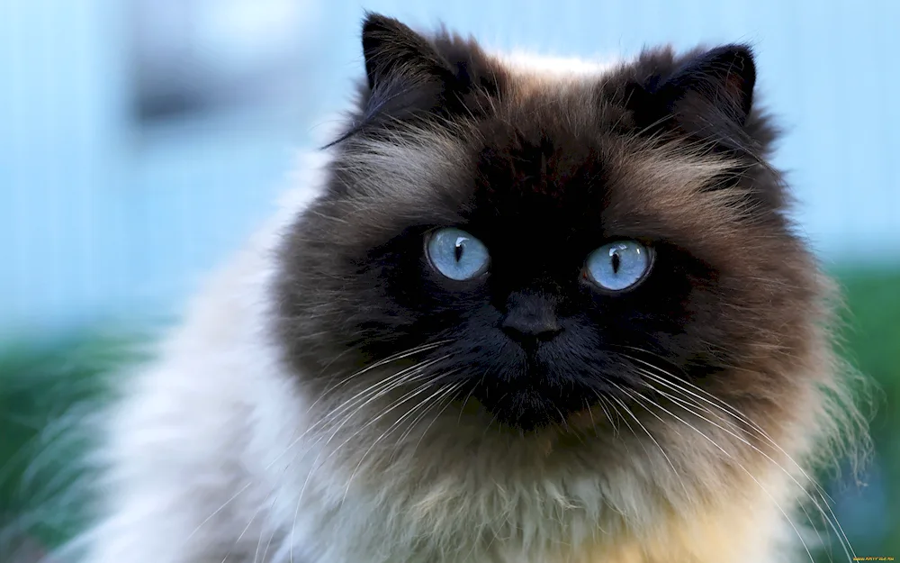 Siamese Ragdoll