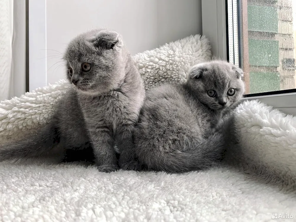 Siamese lop-eared cats