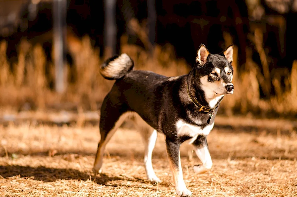 Akita Shiba Inu