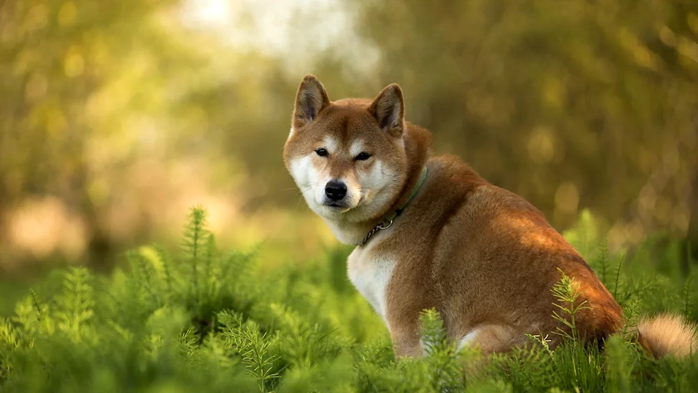 Akita inu