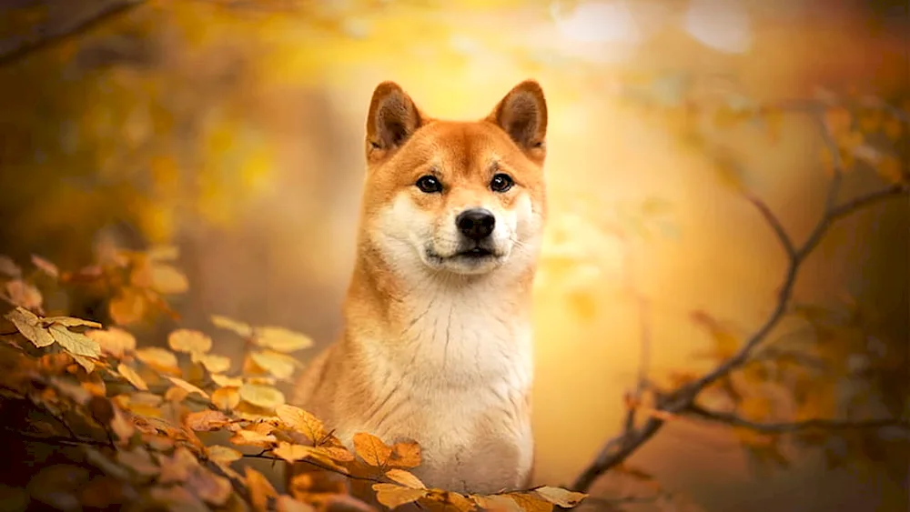 Akita inu