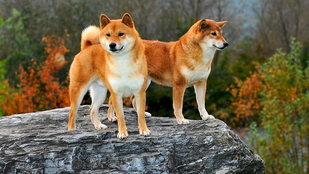 Akita inu