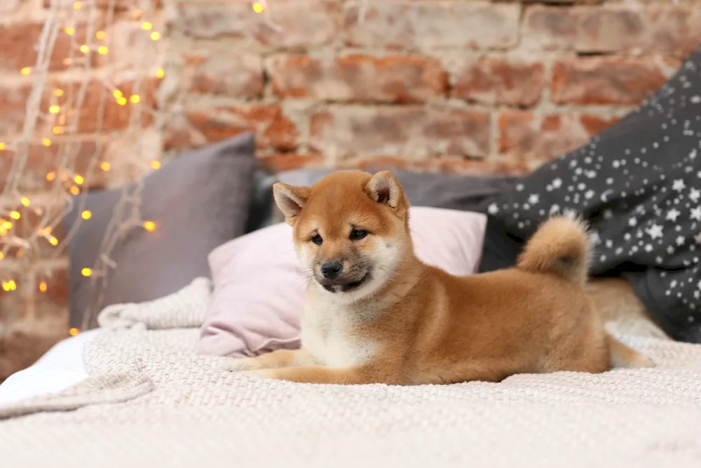 Akita inu. inu