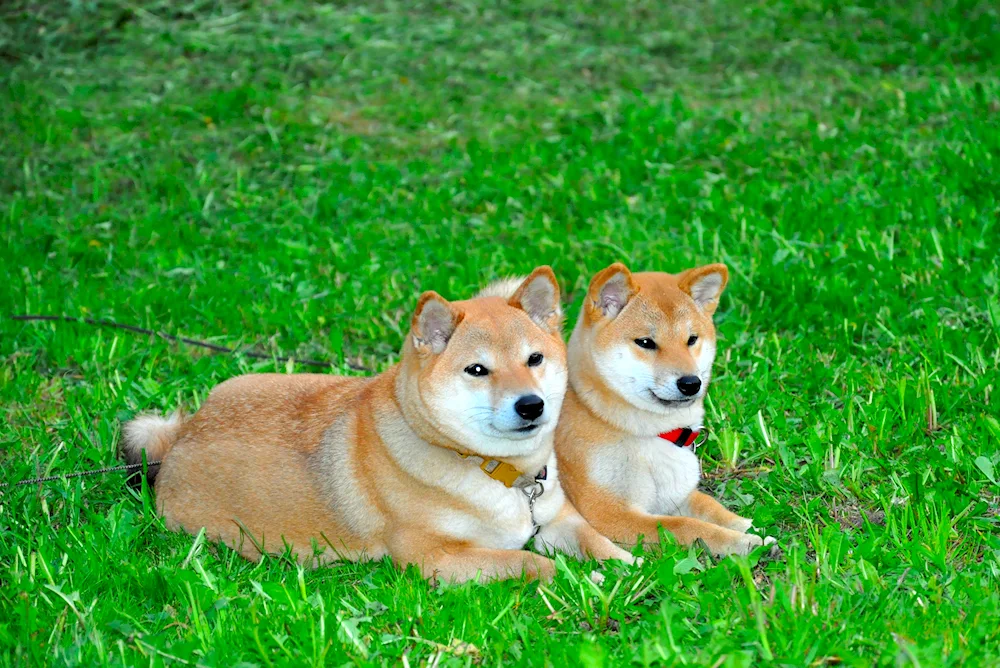 Akita inu