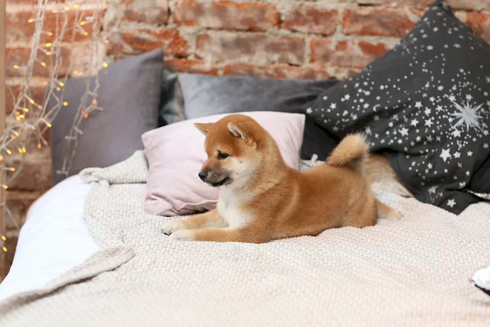 Shiba inu