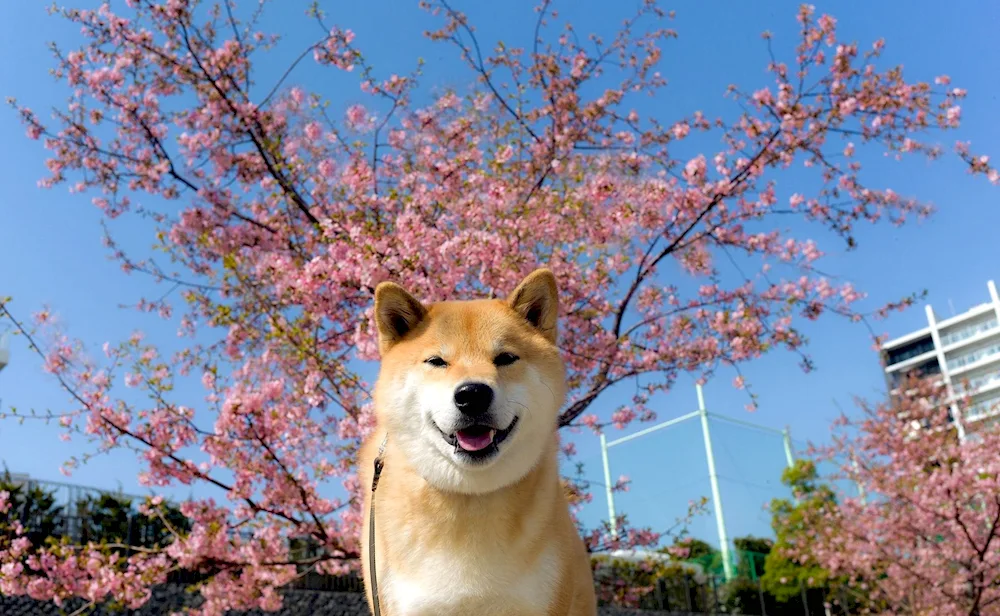 Shiba inu