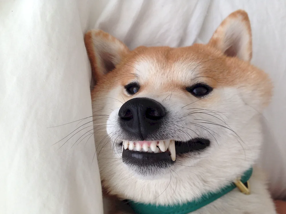 Shiba inu