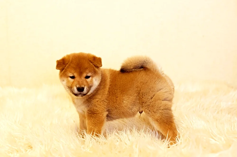 Shiba inu