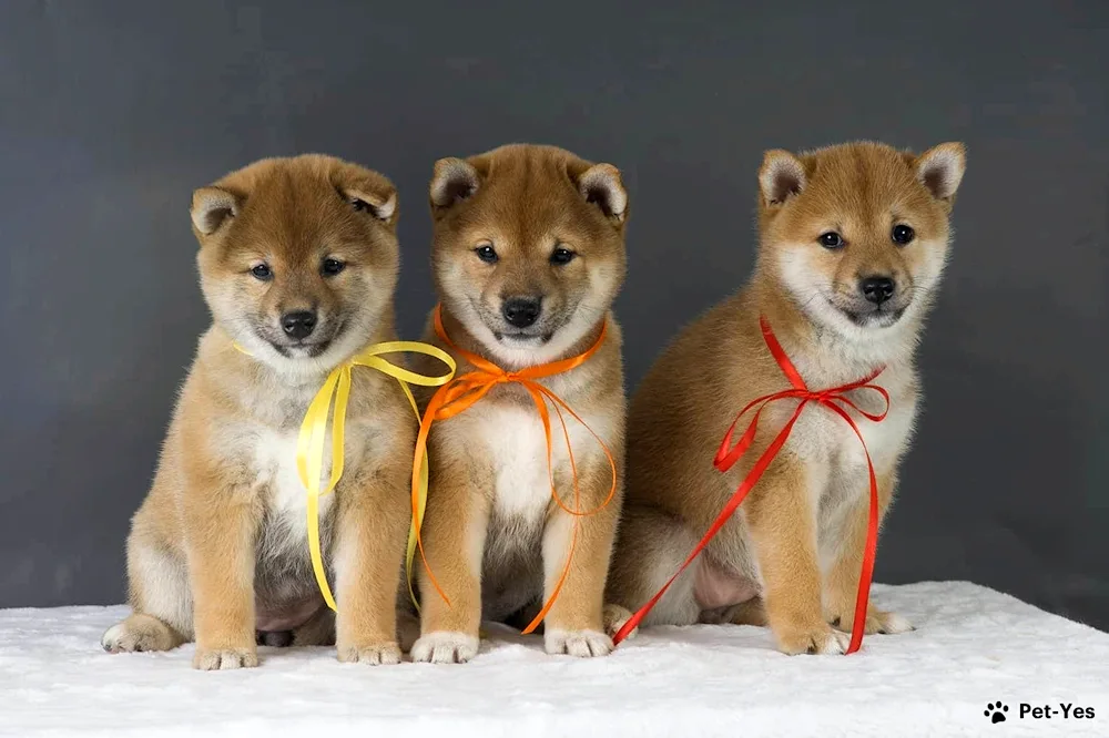 Shiba inu