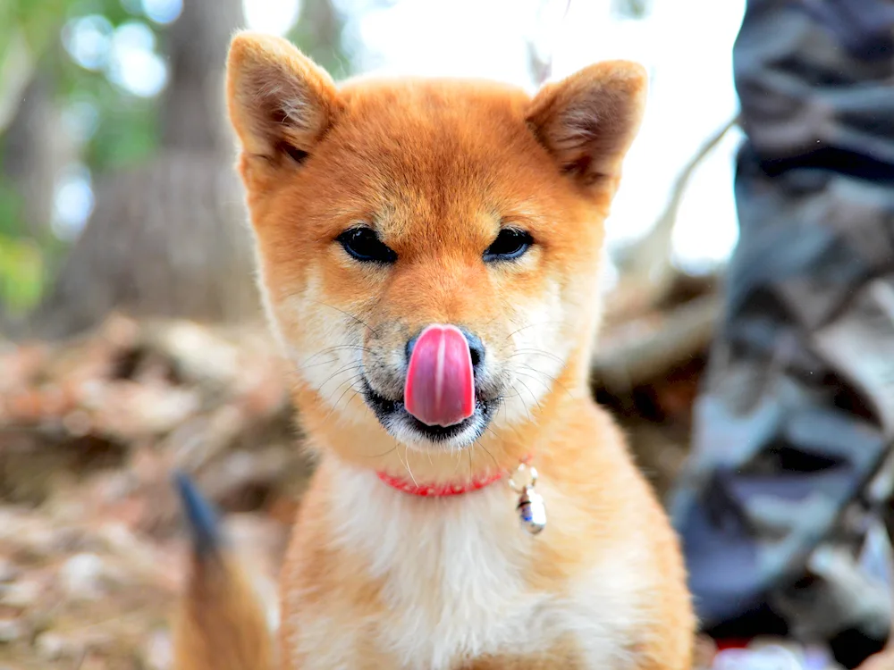 Shiba inu