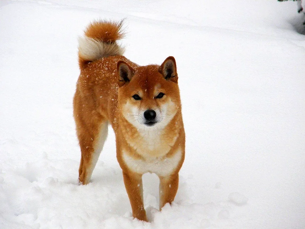 Shiba inu