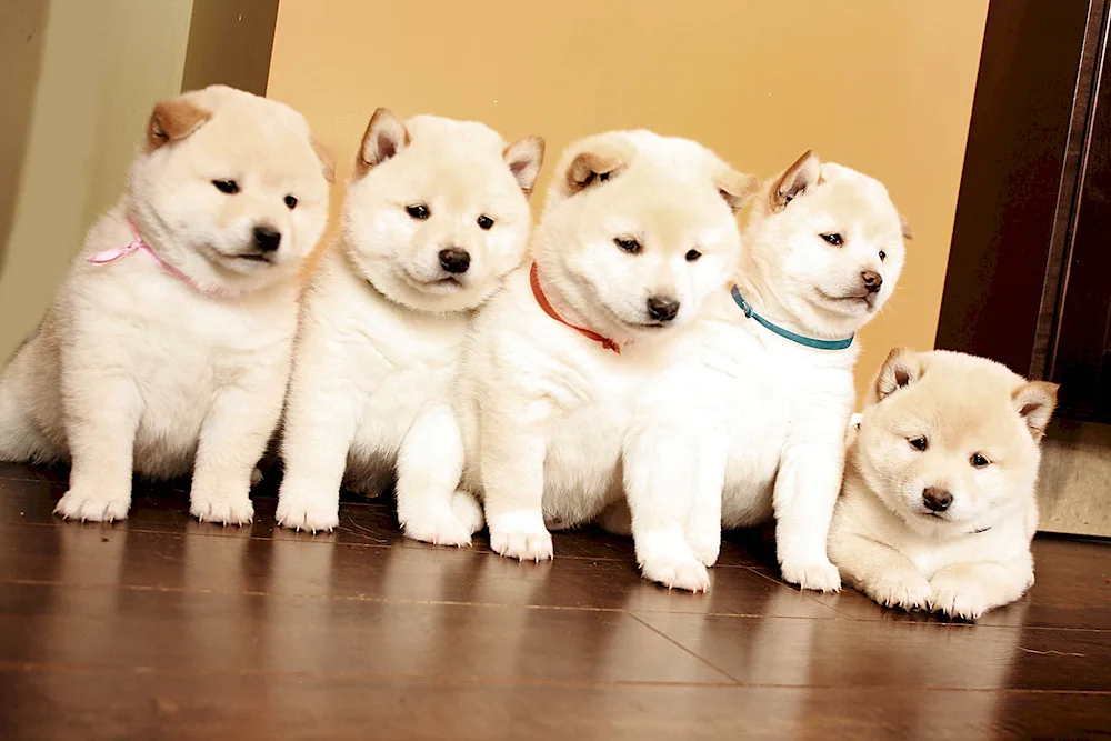 Siba inu white