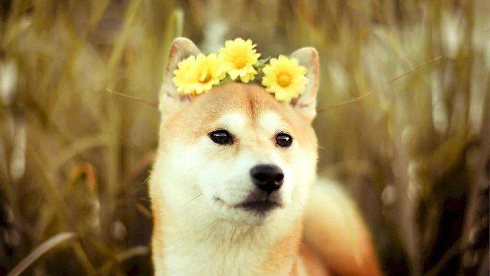 Siba inu