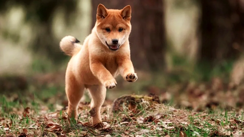 Siba inu