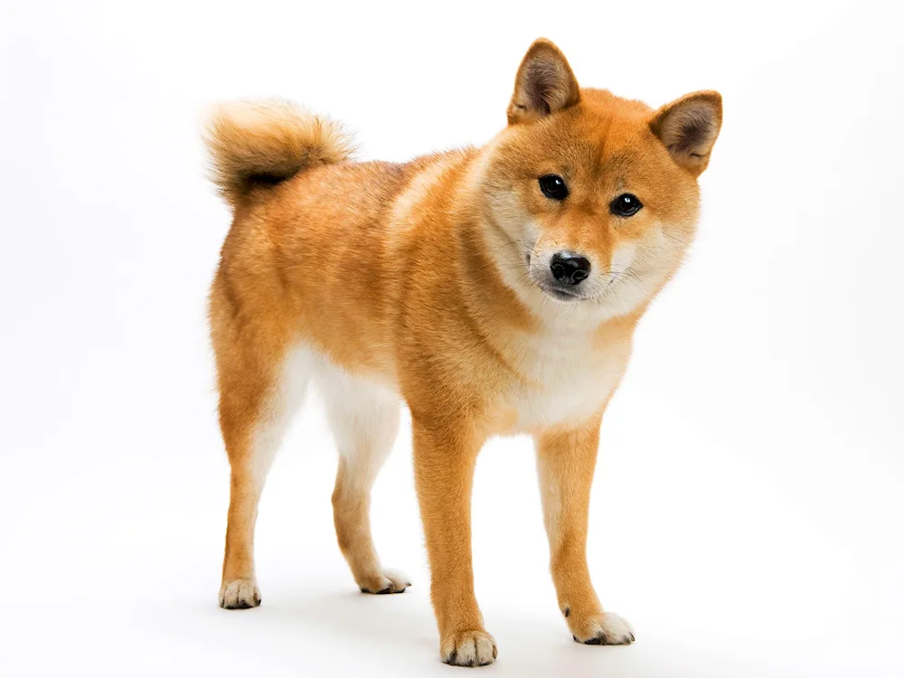 Siba inu