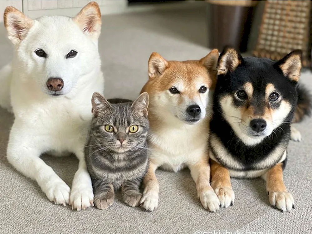 Siba inu.