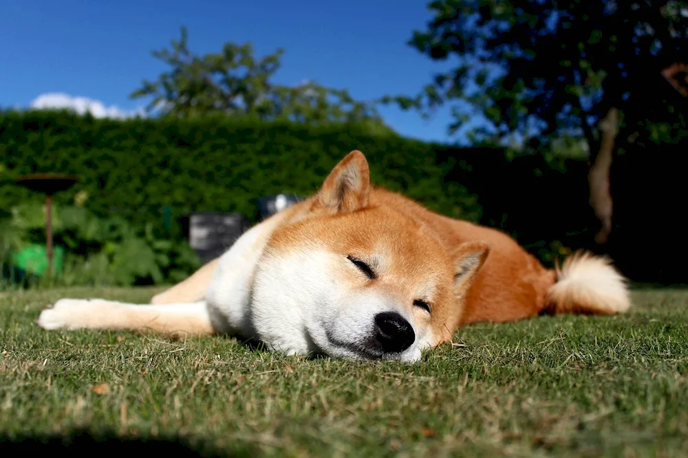 Akita inu