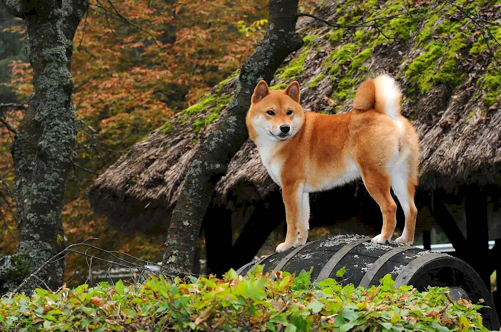 Akita inu