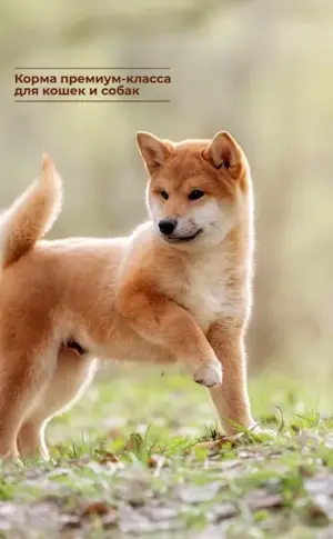 Shiba Inu