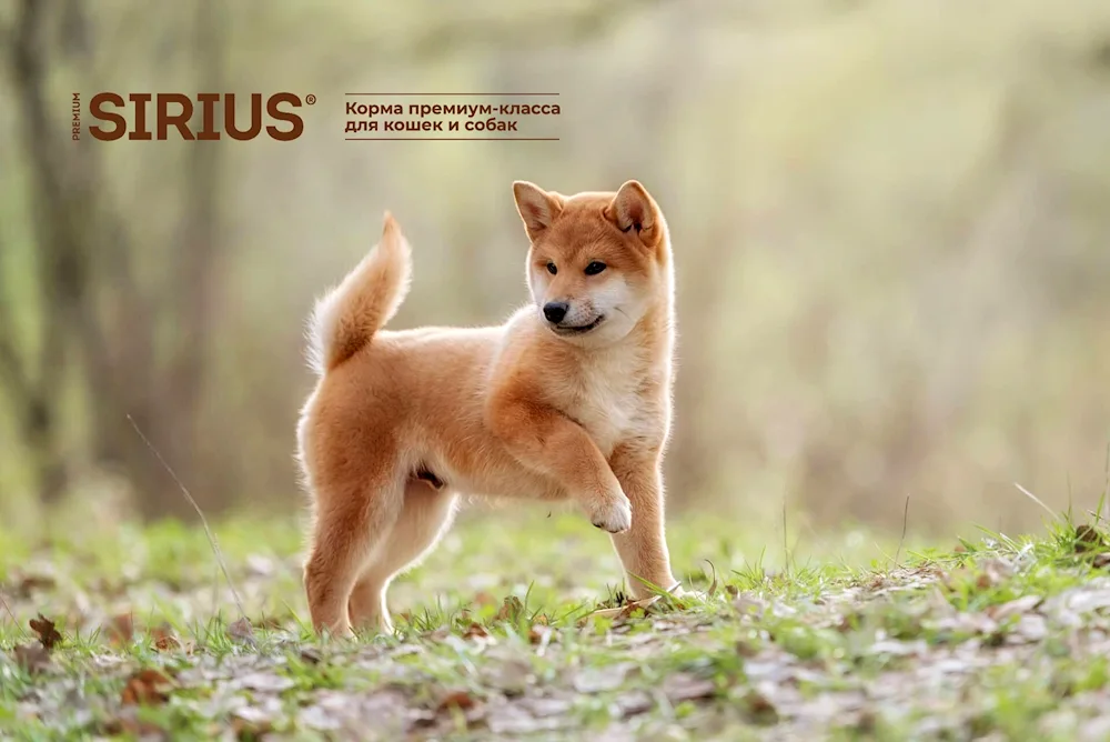 Shiba Inu