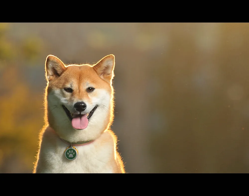 Rabrador puppy smiling dog