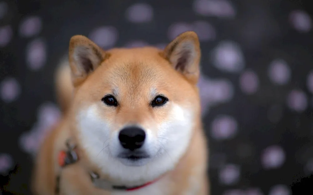 Shiba Inu