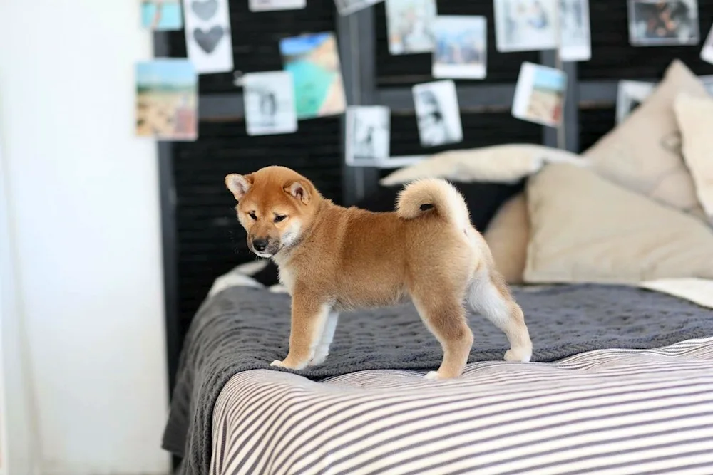 Shiba Inu