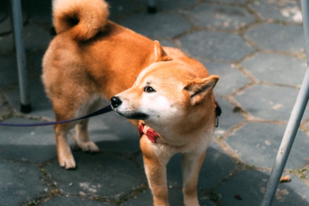 Akita inu muzzle