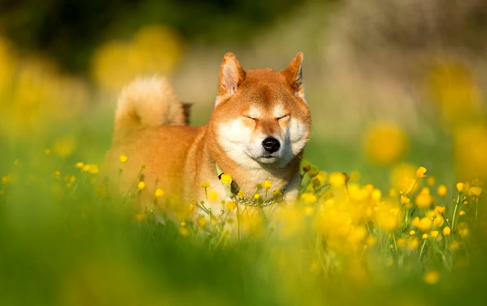 Yellow dog