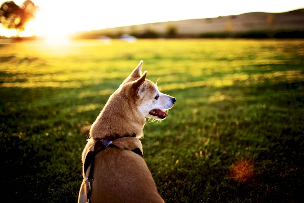 Labrador retriever