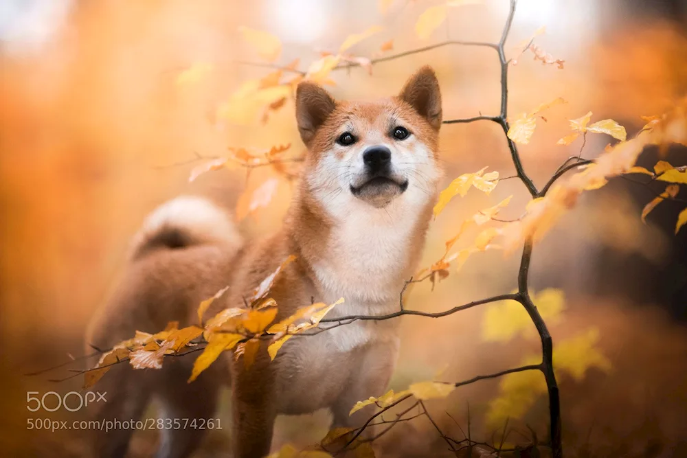 Akita inu