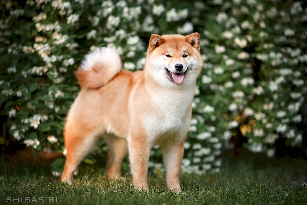 Akita inu