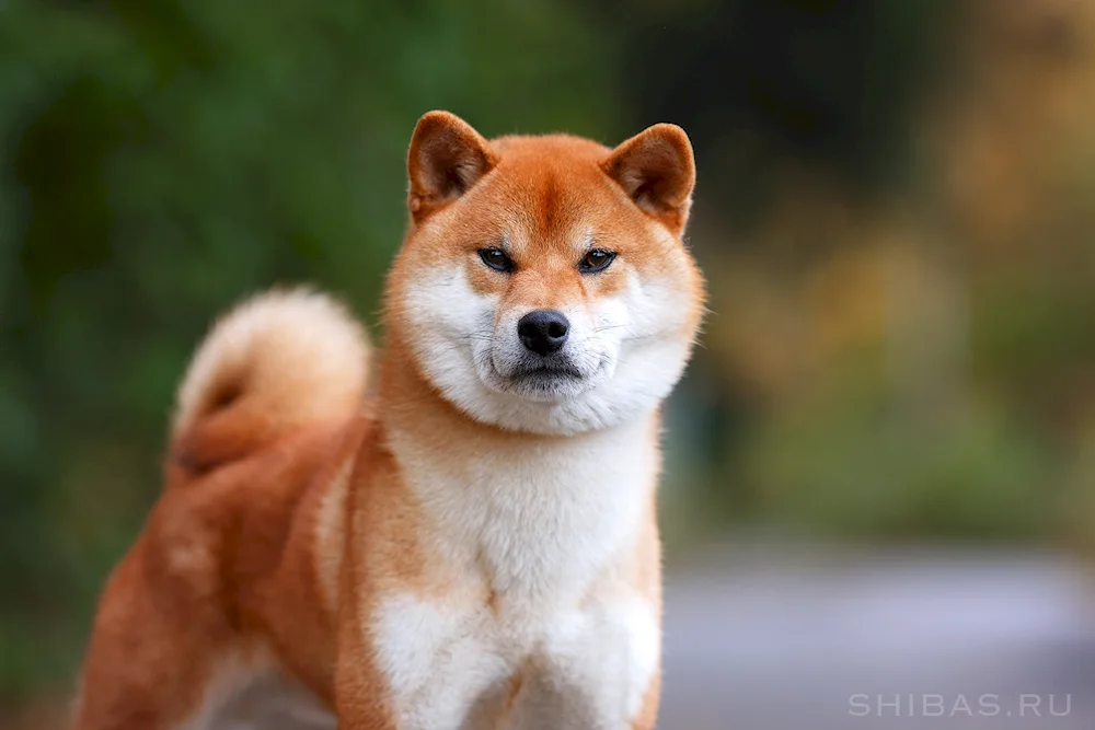 Akita Inu