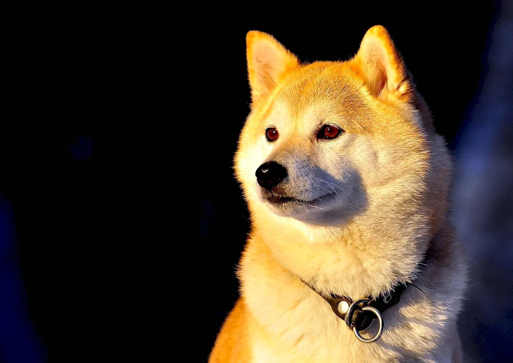 Akita Inu-. Inu