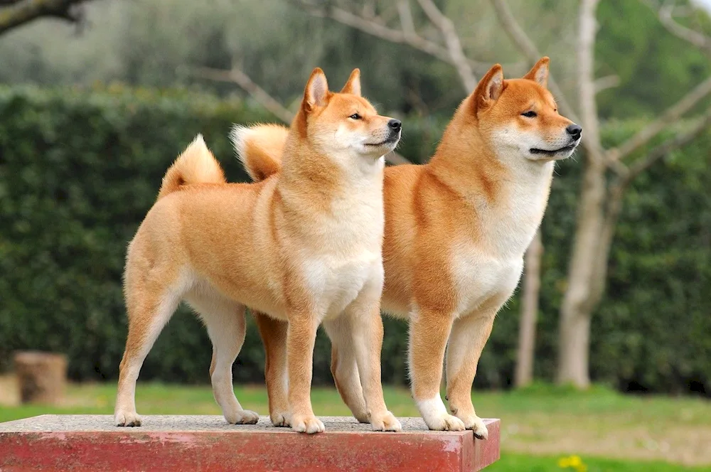 Japanese Spitz