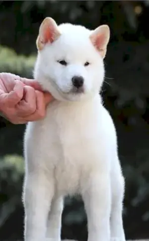 Siba inu white