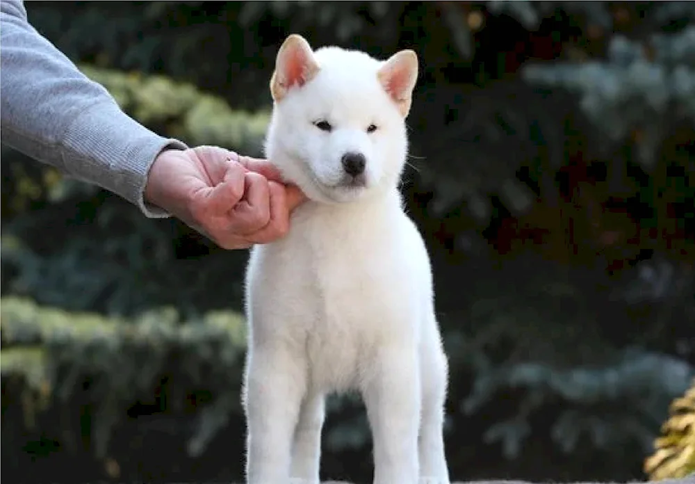 Siba inu white