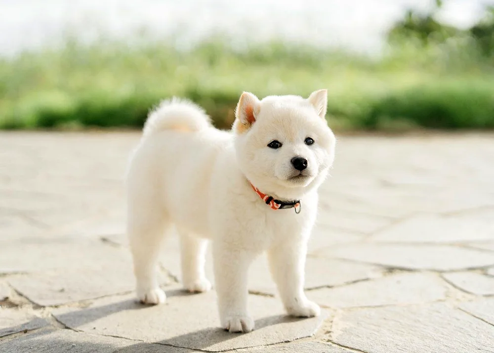Siba inu white