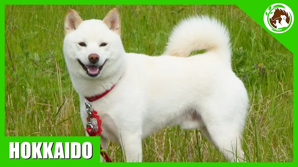 Siba inu white