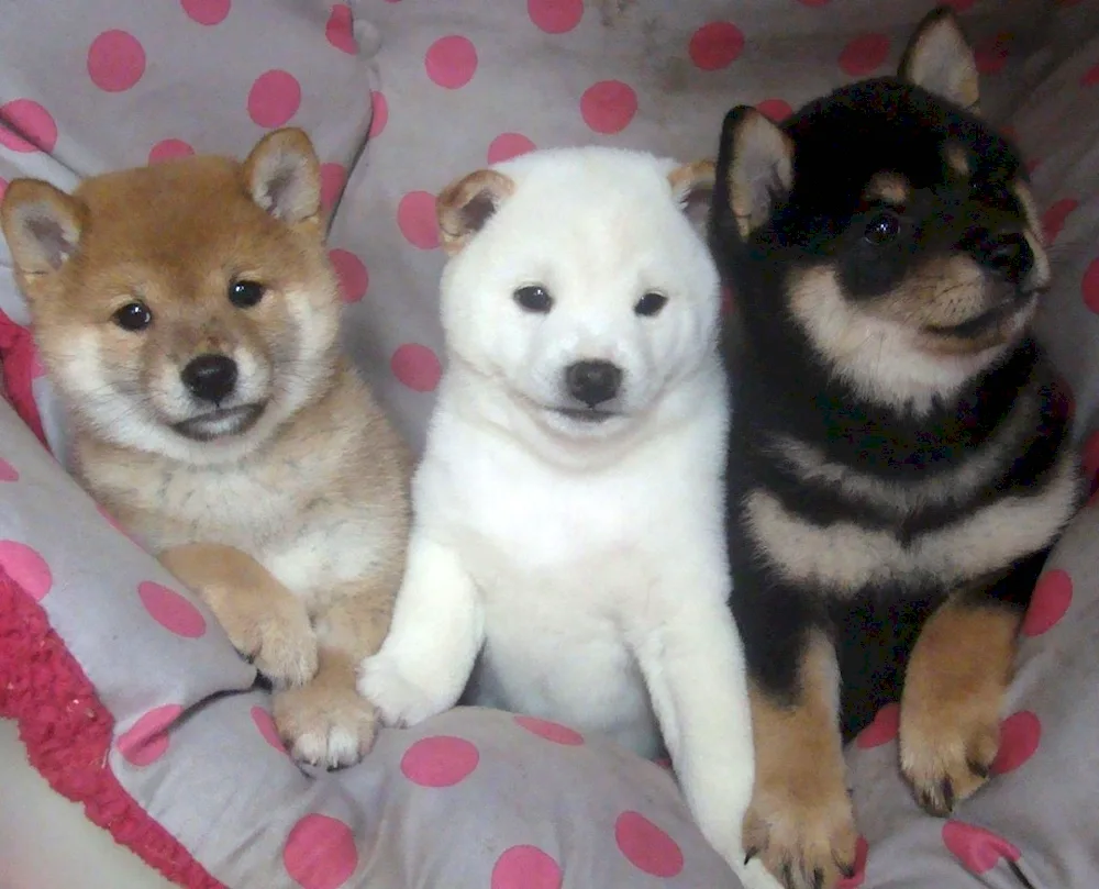 Siba inu white