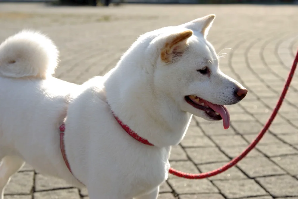 Siba inu white
