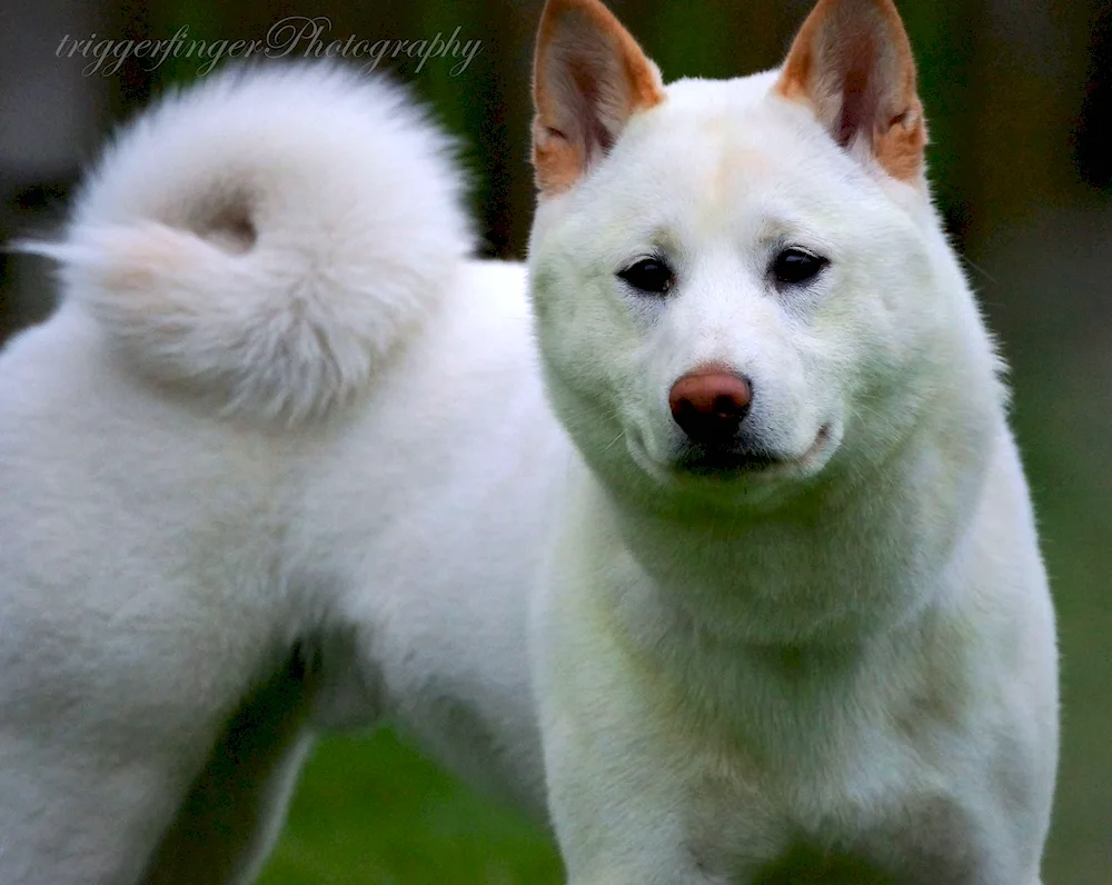 Siba inu white