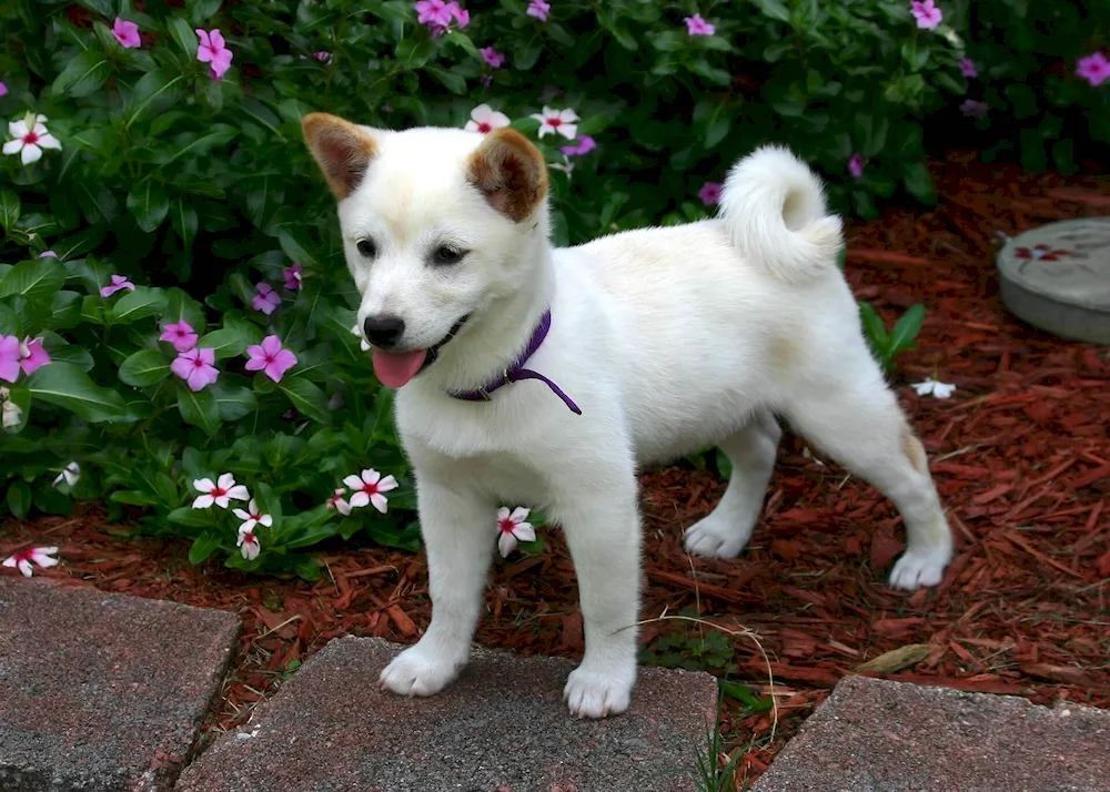 Siba inu white