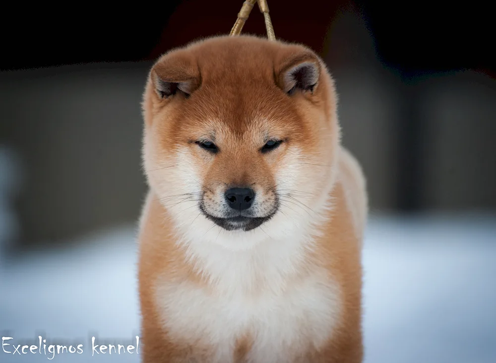 Shiba inu