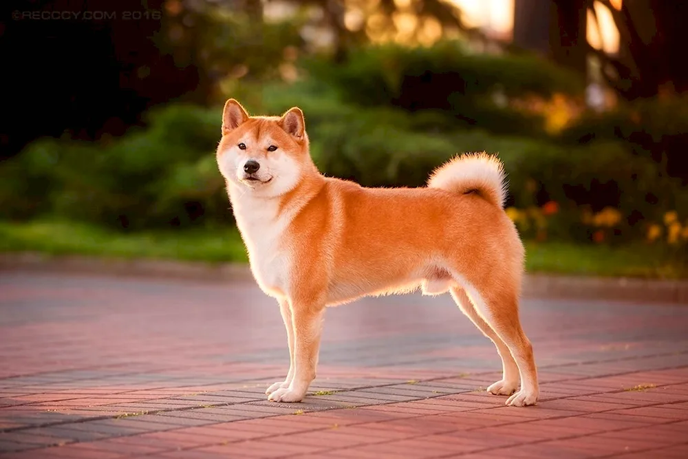 Hatiko dog breed Siba Inu