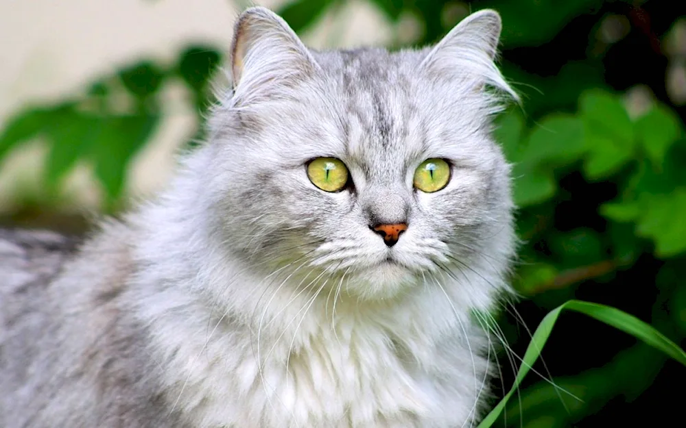 Angora cat short-haired