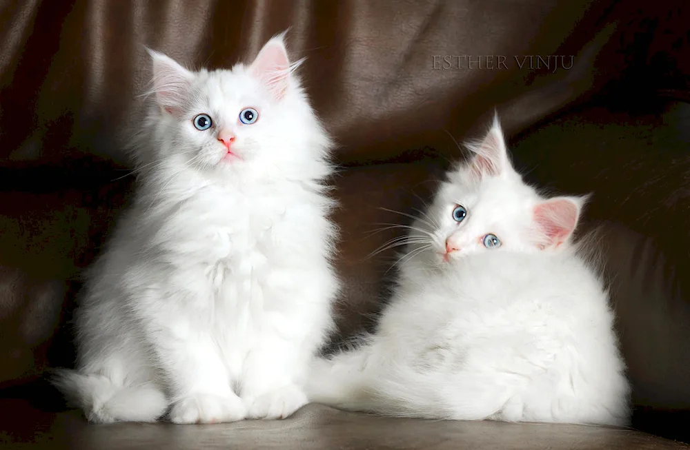 White kitten