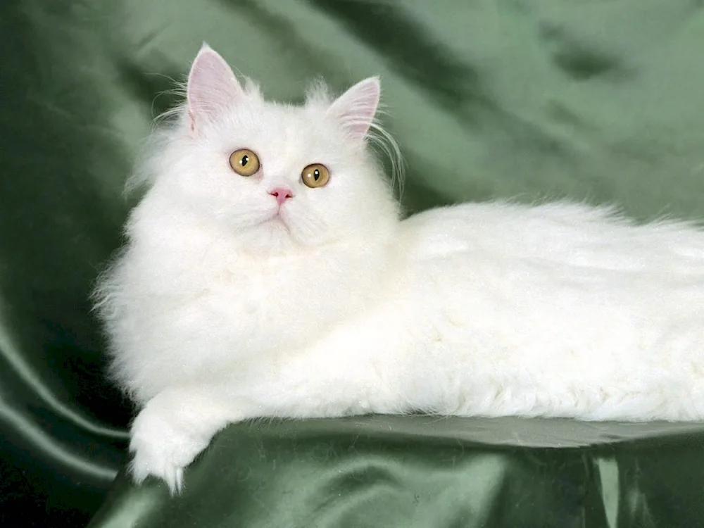 Persian chinchilla cat